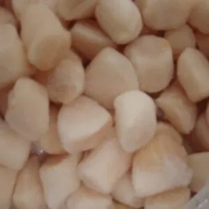 Peruvian Scallop (Argopecten Purpuratus)