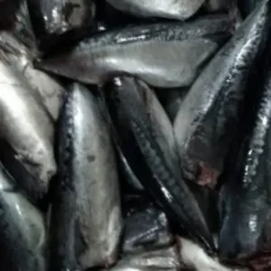 Bullet Tuna (Auxis Thazard)