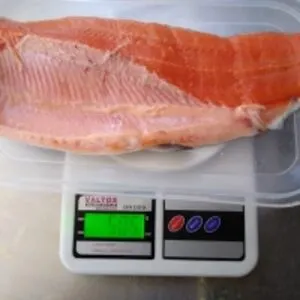 Rainbow Trout