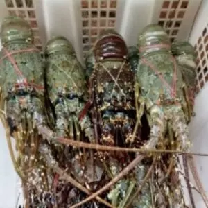 Lobster
