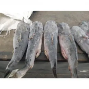 Frozen Fish