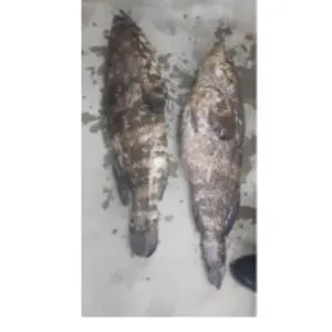 Frozen Fish