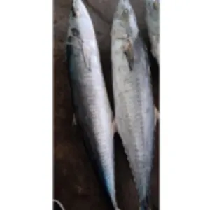 Frozen Fish