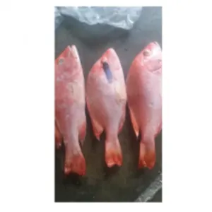 Frozen Fish