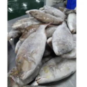 Frozen Fish