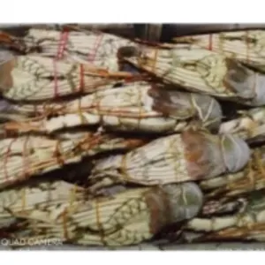 Frozen Lobster