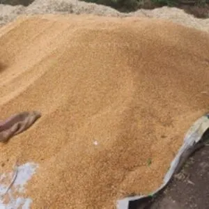 Yellow Maize