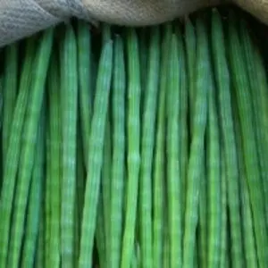 Drum Stick