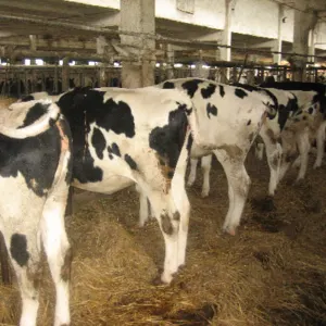 Milking Holstein Cows by Ganados Ruigan SL