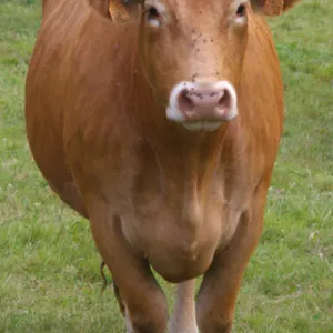 Live Limousin Slaughter Bulls by Ganados Ruigan SL