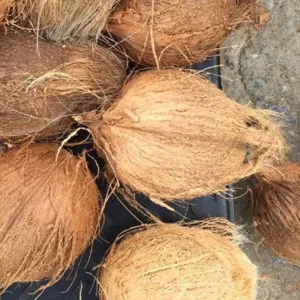 COCONUTS by WorldWide Eximp