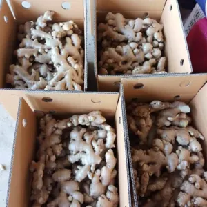 FRESH GINGER - Image 2