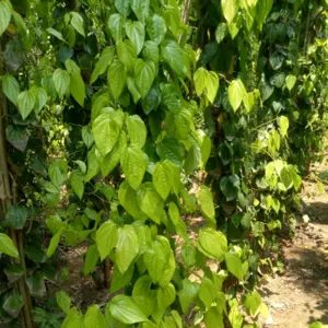 Betel Leaves