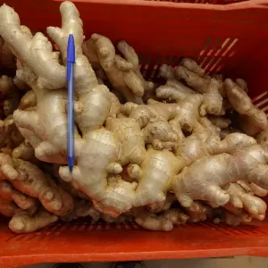 Dehydrated Ginger - Image 4