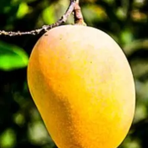 Mangos by Nike