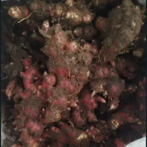 fresh red ginger by barbel