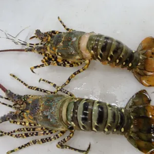 Live Spiny Lobsters