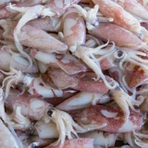 Frozen Squids