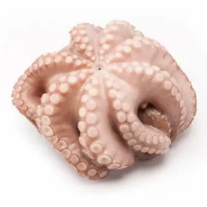 Frozen Octopus