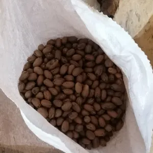 Pecan by Fruticola STEVAL