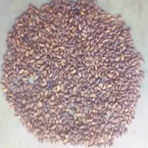 Cacao