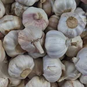 Garlic by shri mahalaxmi traders