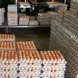Farm Fresh Table Chicken Eggs ,FROZEN CHICKEN FEET, FROZEN BEEF,HALAL FROZEN WHOLE CHICKEN - Image 3