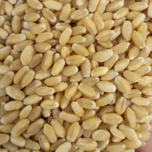 Wheat Grain by Jona Worldwide