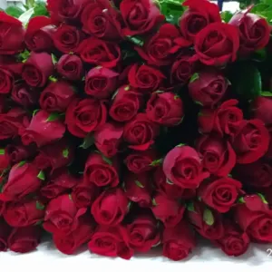 Dutch Roses , Roses, Reds - taj mahal, Yellow - gold strike, Light pink - novels, Dark pink - Hot shot, Pink - Revival, White - Avalanche, Peach - Peach Avalanche - Image 2