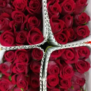 Dutch Roses , Roses, Reds - taj mahal, Yellow - gold strike, Light pink - novels, Dark pink - Hot shot, Pink - Revival, White - Avalanche, Peach - Peach Avalanche - Image 3