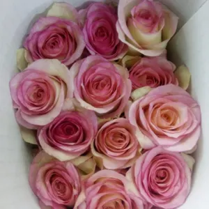 Dutch Roses , Roses, Reds - taj mahal, Yellow - gold strike, Light pink - novels, Dark pink - Hot shot, Pink - Revival, White - Avalanche, Peach - Peach Avalanche - Image 4