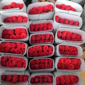 Dutch Roses , Roses, Reds - taj mahal, Yellow - gold strike, Light pink - novels, Dark pink - Hot shot, Pink - Revival, White - Avalanche, Peach - Peach Avalanche