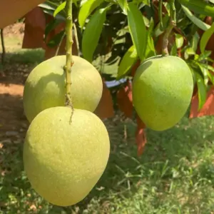 Fresh Mangoes - Image 5