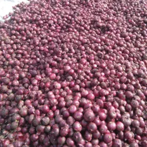 Red Onion