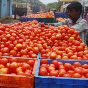 Tomato
