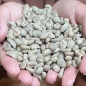 Green and Roasted Coffee Beans Indonesia by Montoro Coffee LLC