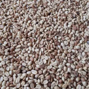 Green and Roasted Coffee Beans Cameroon by Montoro Coffee LLC