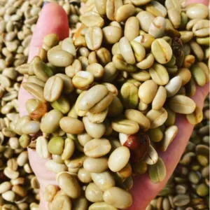 Green and Roasted Coffee Beans Hawaii-USA by Montoro Coffee LLC