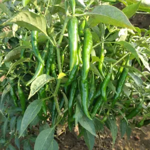 Mithilesh Pangul by laxmi chillis
