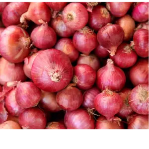 Onion by Jagoran sarkar
