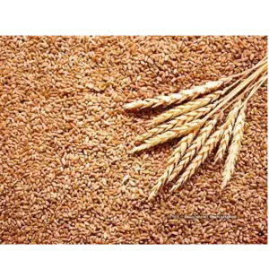 WHEAT - Image 2