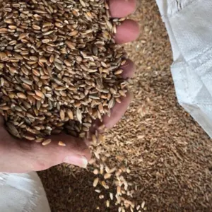 Ukrainian Wheat Grains by EXG SP ZOO