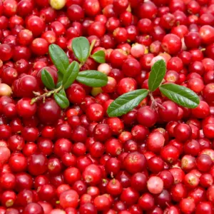 Quick-frozen lingonberries by LLC Petrovil