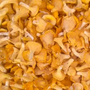 Fresh chanterelles
