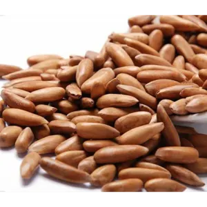 Pine Nuts by Export Experts Private Limited