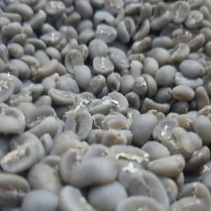 indonesia green mandhailing coffee beans - Image 2