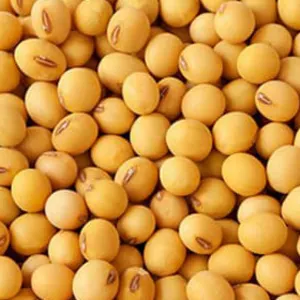 Soybean (GMO and Non GMO) by Sphinx Trading Limited