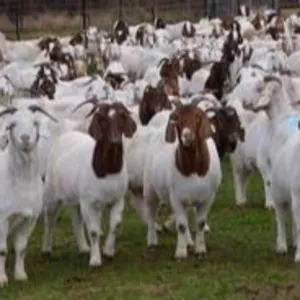 Boer Goats, live sheep &amp; Live Goats, Dorpers, Kalahari Reds, Saanen, Merinos &amp; cattle, Sheep &amp; beef slaughter and fattening bulls by AFG GLOBAL