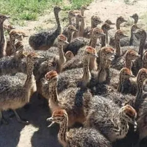 OSTRICH CHICKS. LIVE OSTRICH BIRDS, OSTRICH EGGS, FERTILE EGGS, DAY OLD CHICKS, CHICKEN TABLE EGGS, CHICKEN FERTILE EGGS, FROZEN CHICKEN by AFG GLOBAL