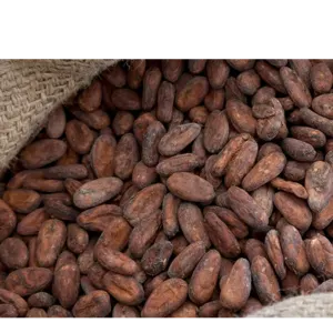 COCOA - Image 2